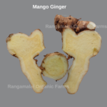 Mango Ginger / Amba Haldi Rhizome Seed