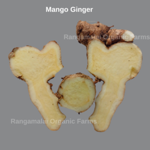 mango ginger rhizome