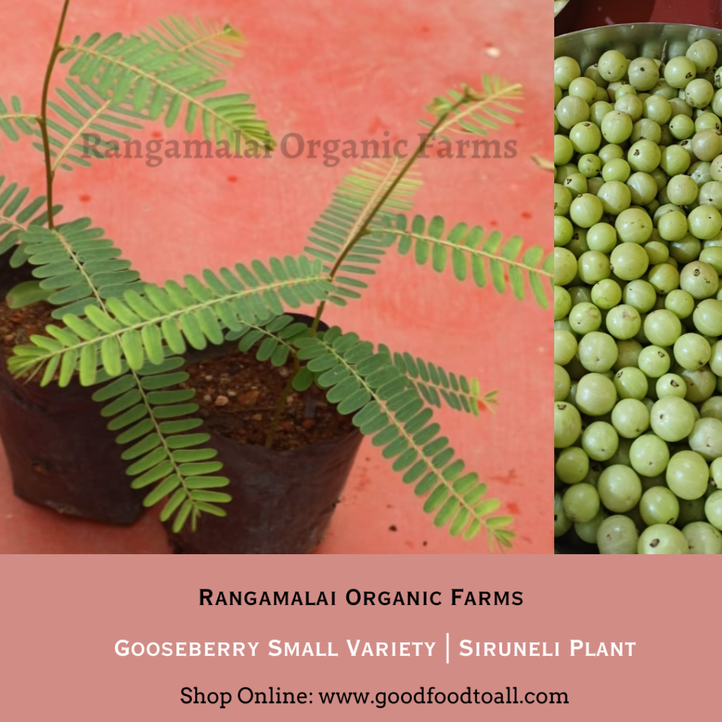 Live Plant - Gooseberry Small | Siruneli | Native Amla Plant ...