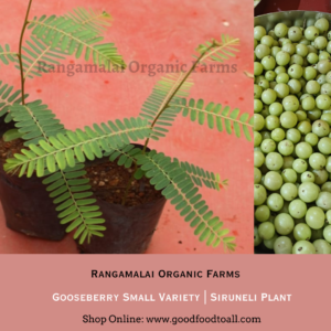 Live Plant – Gooseberry Small | Siruneli | Native Amla Plant