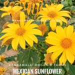 Live Plant for Living Fence - Mexican Sunflower, Tithonia, Tree Marigold Flower | Stem Cuttings | Living Fence