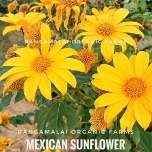 Mexican sunflower, Tithonia, Tree Marigold Flower Seeds