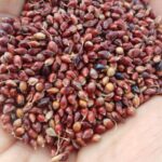 Irungu Chollam Red | Red Irungu Sorghum Seeds