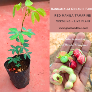 Live Plant – Red Manila Tamarind Tree Seedling / Red Kodukapulli