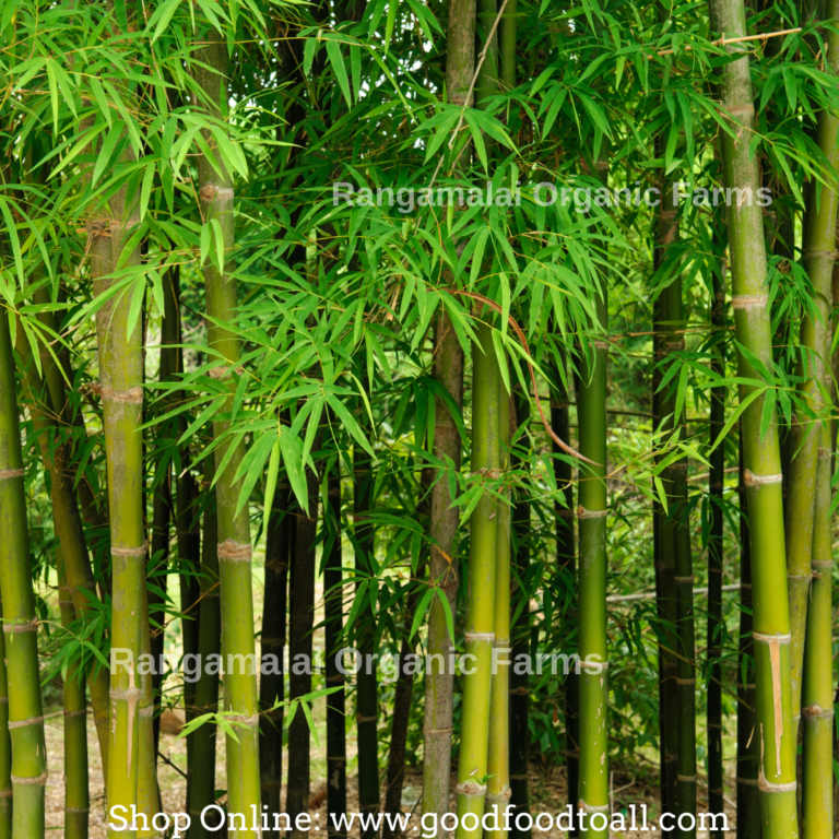 Bamboo - Rangamalai Organic Farms (ROF) - Manvasanai