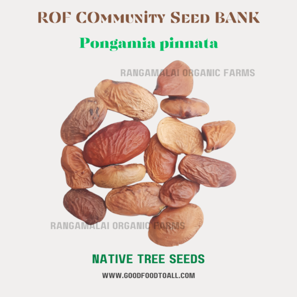 Pongamia Pinnata Tree Seeds