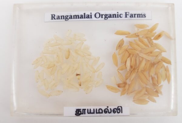 Thooyamalli Paddy Seeds -(White Rice) - Image 2