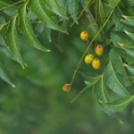 Neem Tree Seeds