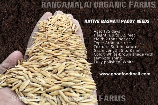 Native Paddy Seeds - Basmati (Aromatic Rice)