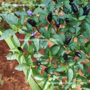 Black Birds Eye Chilli Seeds | Black Kandhari Chilli