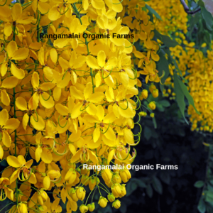 Yellow Shower Tree | Sarakondrai Flower Tree Seeds