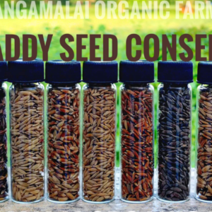 Paddy Seeds