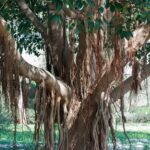 Banyan Tree Seeds