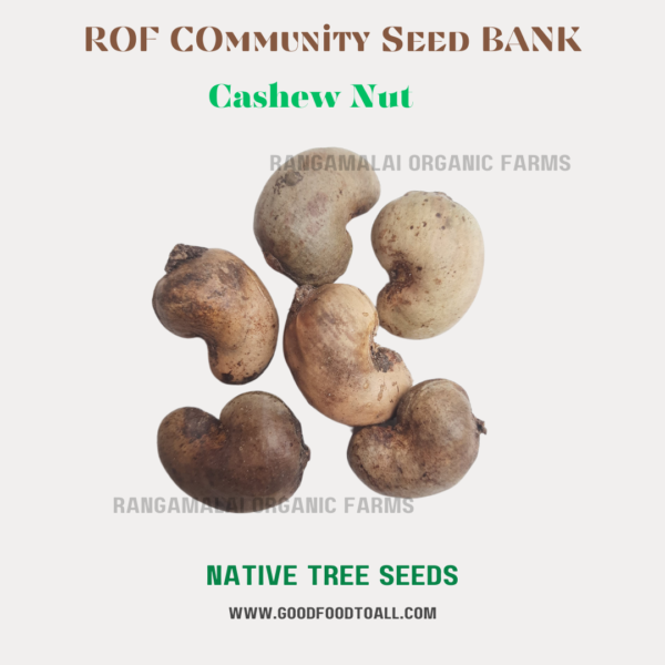 Cashew Nut Tree Seeds