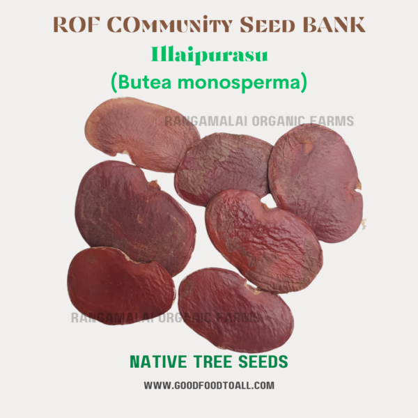 Flame of Forest | Butea monosperma Tree Seeds