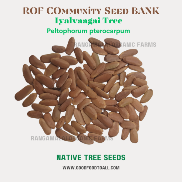 Peltophorum pterocarpum | Iyalvaagai tree Seeds