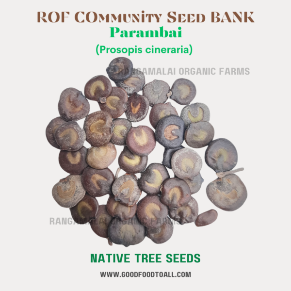 Parambai Tree Seeds