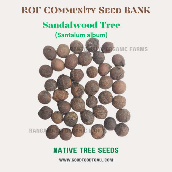 Sandalwood Tree Seeds