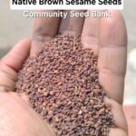 Native Brown Sesame Seeds