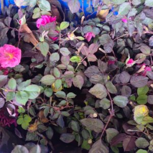 Live Plant – Pattu Rose – Native variety of Dindigul