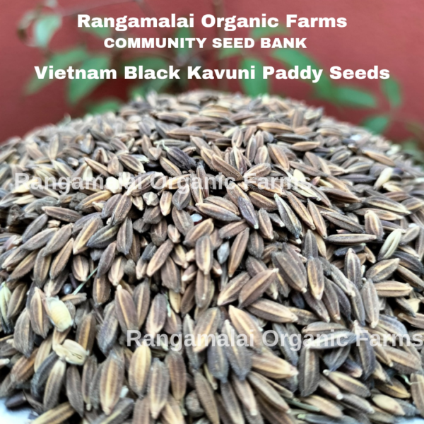 Native Paddy Seeds - Vietnam Black Rice - Paddy seeds