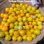 Yellow Plum Tomato seeds