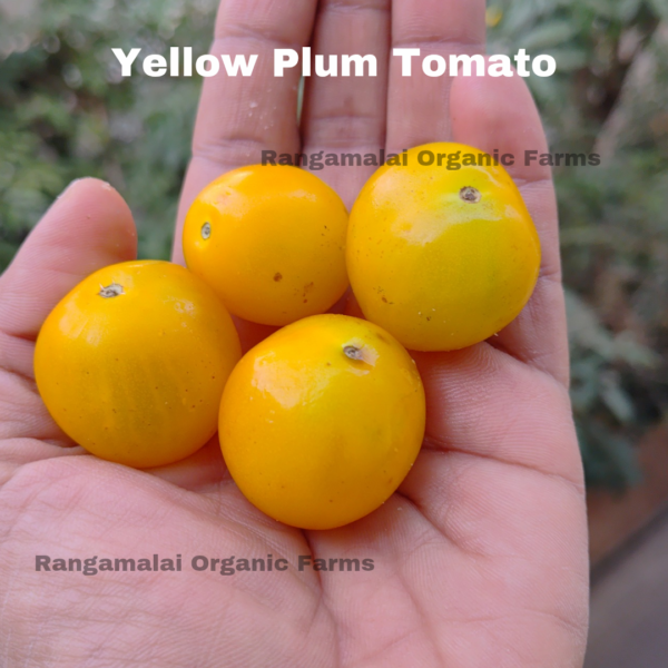 Yellow Plum Tomato seeds - Image 2