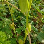 Green Broad Okra seeds