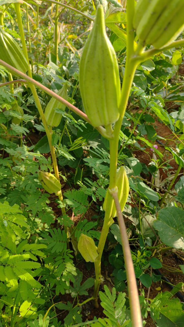 Green Broad Okra seeds