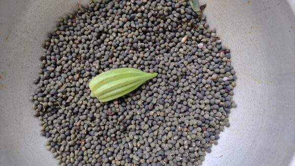 Green Broad Okra seeds - Image 2