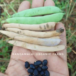 Black Turtle Beans Seeds