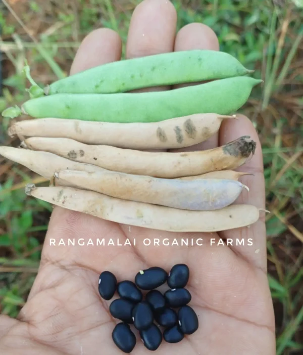 black turtle bean seeds