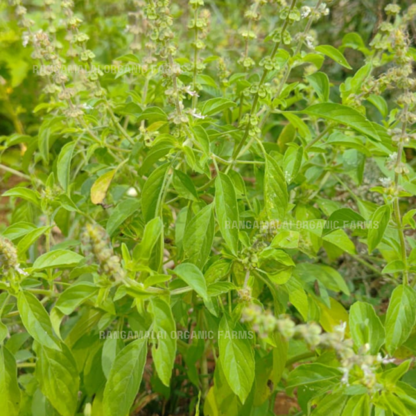 Naai Tulasi Seeds | Lime Tulasi | Ocimum americanum seeds