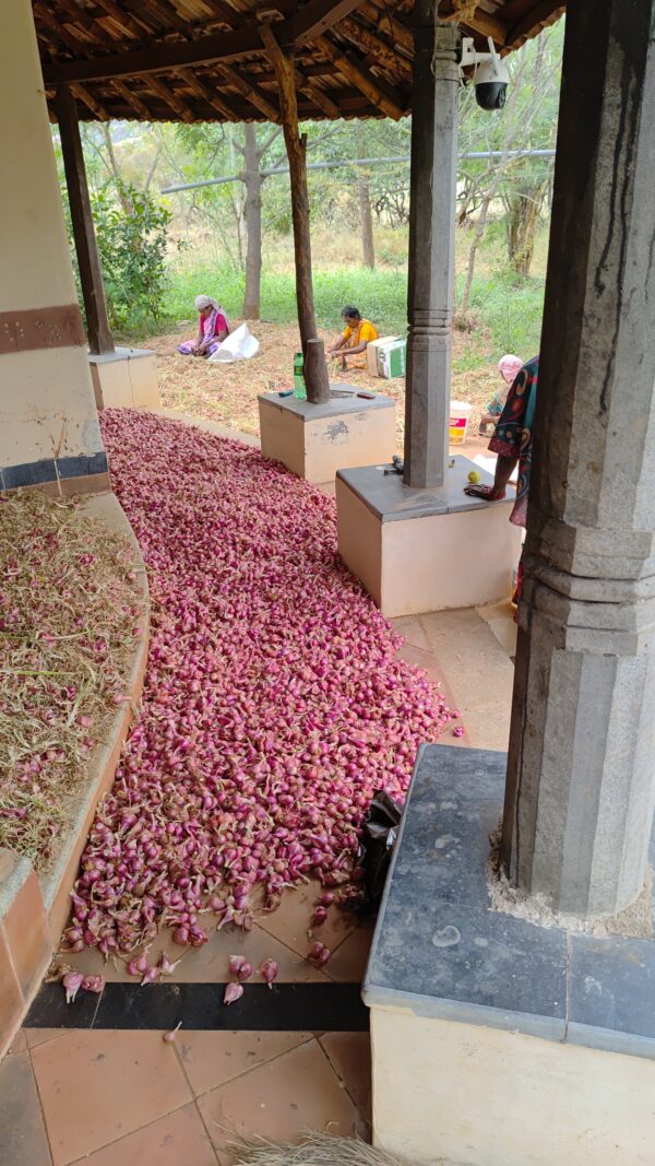 Organic Small Onion | Sambar Onions | 20KG - Farmer Fixed Price - Image 2