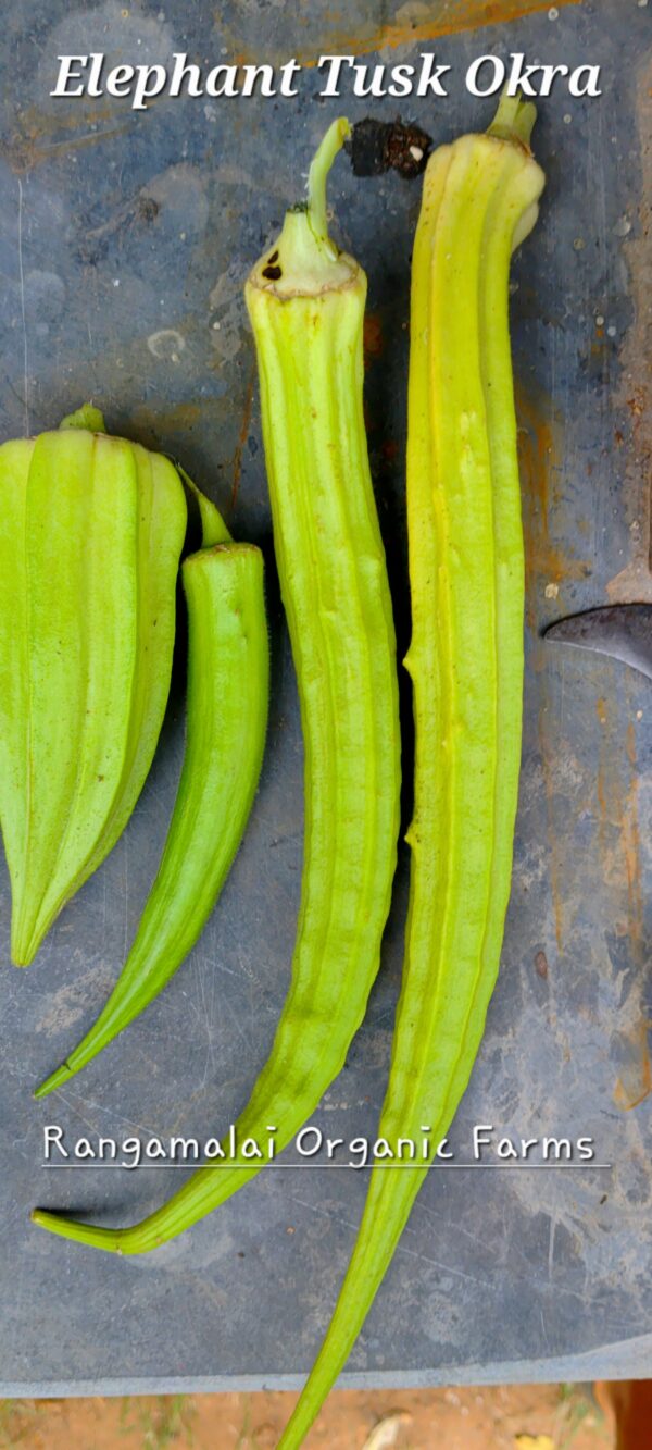 Heirloom Elephant Tusk Okra seeds