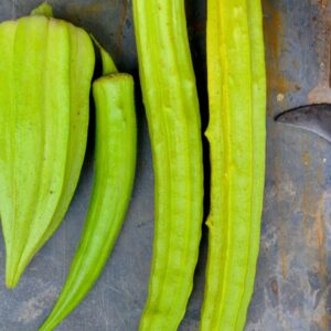 Heirloom Elephant Tusk Okra seeds