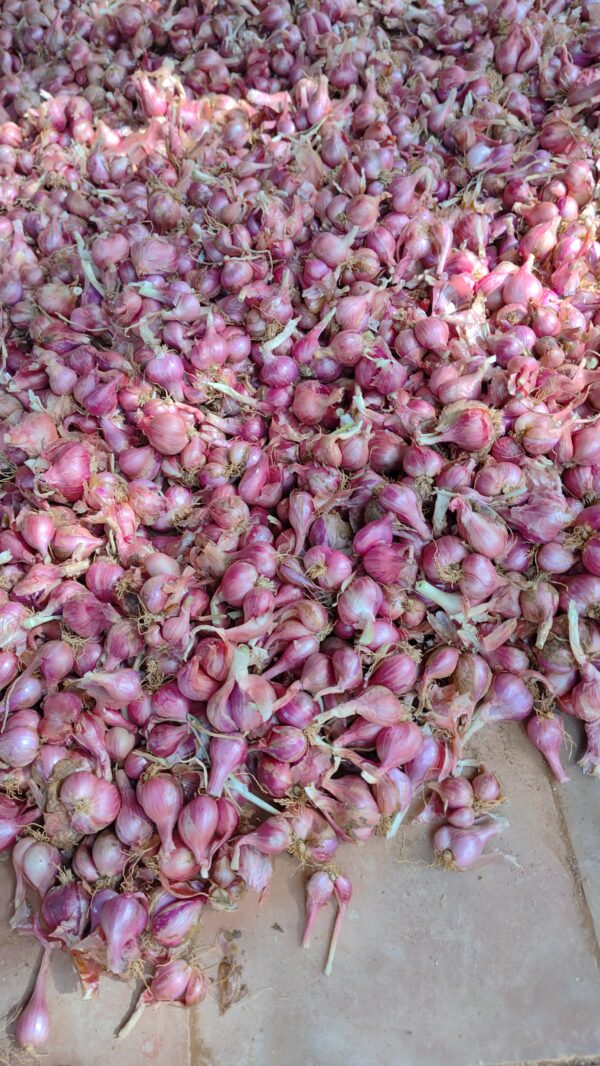 Organic Small Onion | Sambar Onions | 20KG - Farmer Fixed Price - Image 4