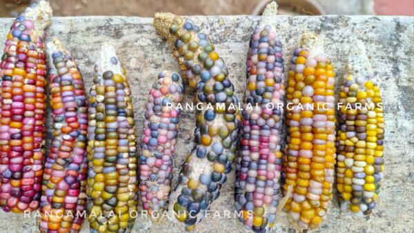 Rainbow Gem Corn seeds