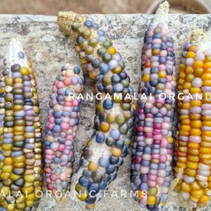 Rainbow Gem Corn seeds