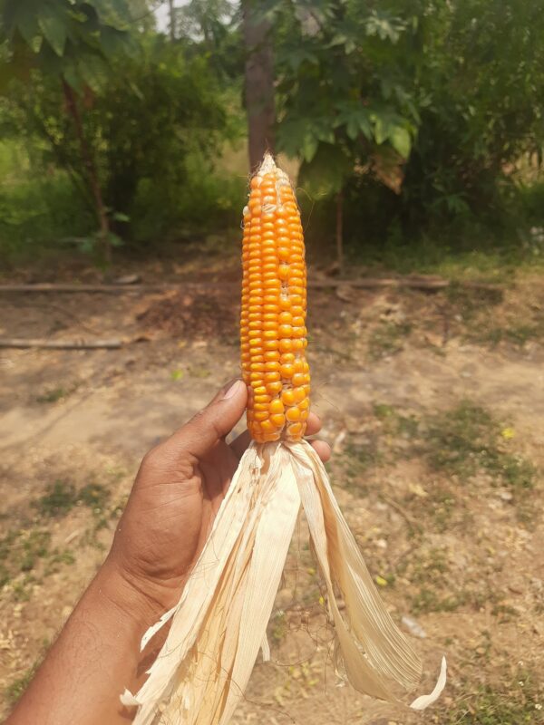 Golden Bantam Sweet Corn Seeds - Image 2