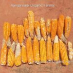 Golden Bantam Sweet Corn Seeds