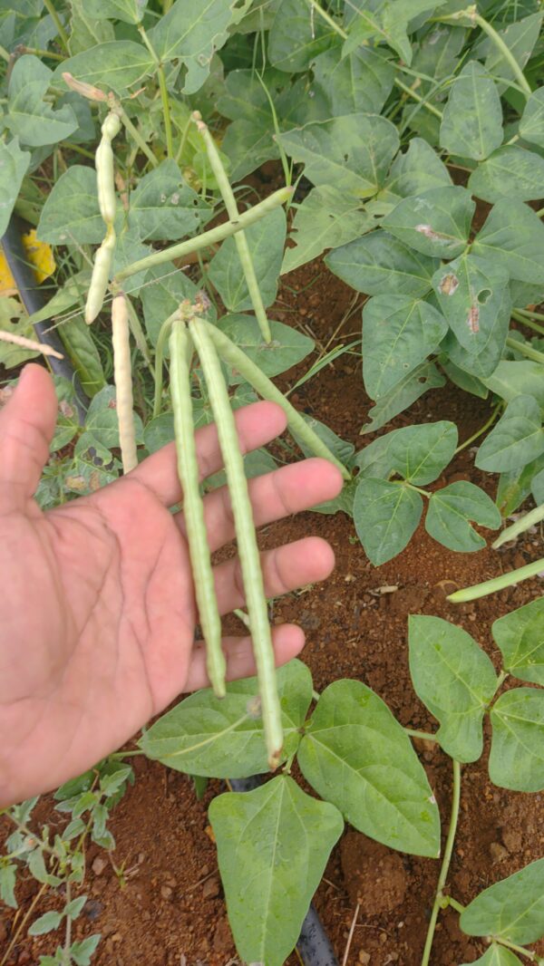 Black Tepari Semi Runner Bean