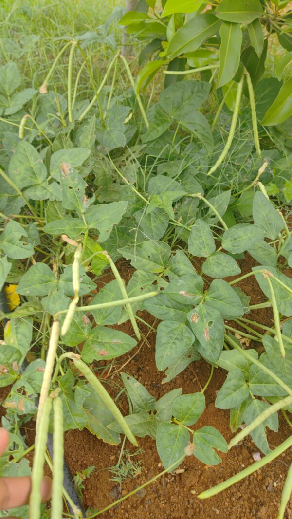 Black Tepari Semi Runner Bean - Image 2