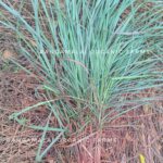 Citronella Live Plant slips