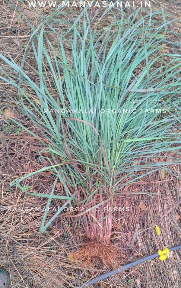 Citronella Live Plant slips