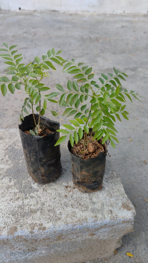 Native Samba Curry leaves Live Plant - Image 2