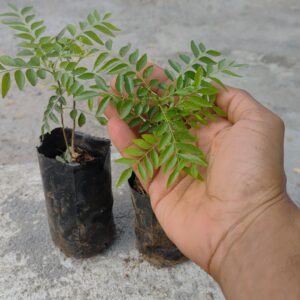 Native Samba Curry leaves Live Plant