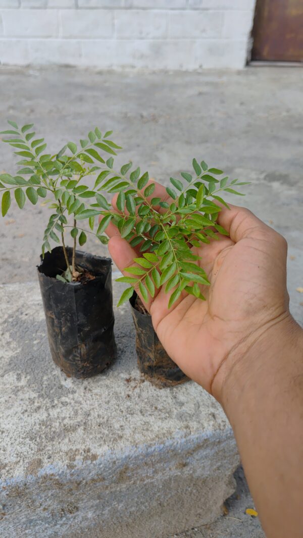 Native Samba Curry leaves Live Plant