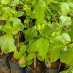 Native Madurai Jasmine Live plant