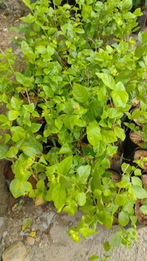 Native Madurai Jasmine Live plant - Image 2